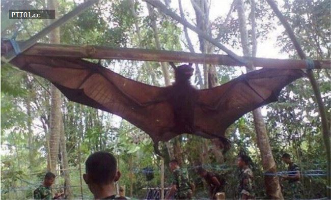 largest-bat-caught