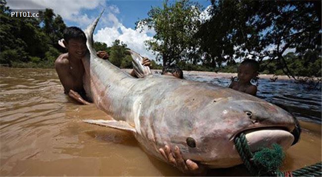 largest-cat-fish-caught