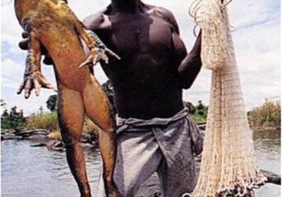 Largest Animal, Reptile, Fish ever caught by real people, not a fairy tail story! Largest Animal, Reptile, Fish ever caught by real people, not a fairy tail story!