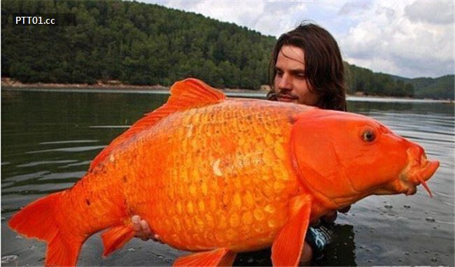 largest-gold-fish-caught