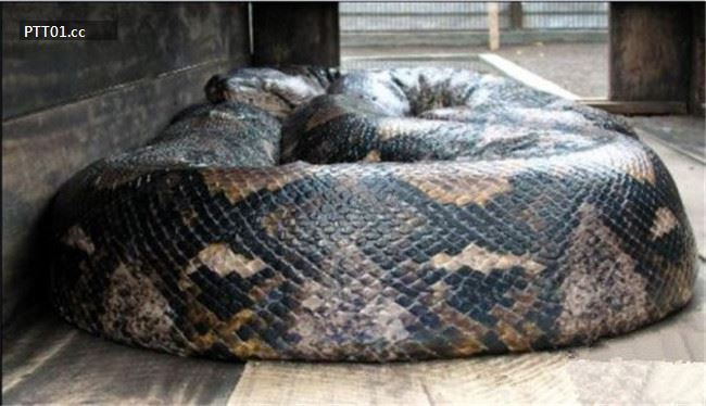 largest-snake-caught-in-indonesia