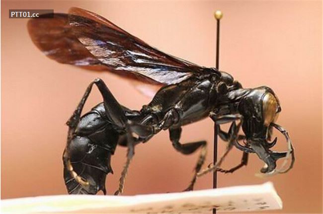 largest-wasp-caught