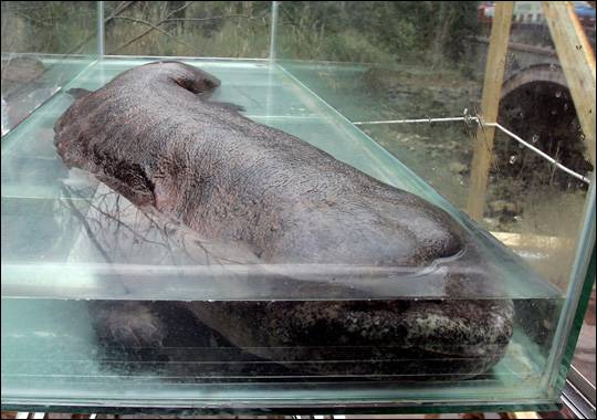 giant-salamander-eat-by-china