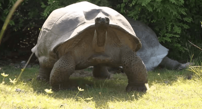 wild-giant-turtle-angry