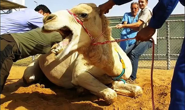 crazy-camel-bite-off-man-head