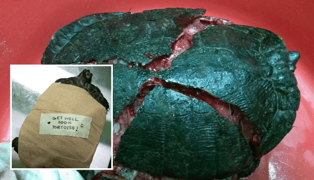 cruel man trampled and cracked tortoise shell