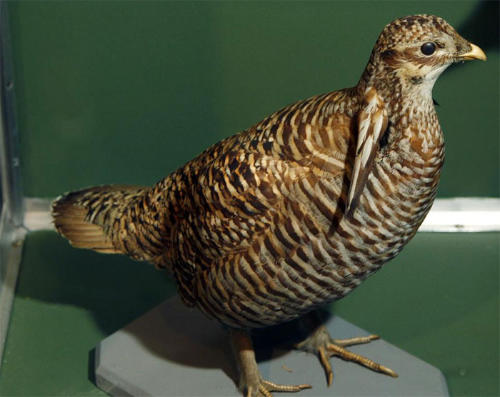 heath hen