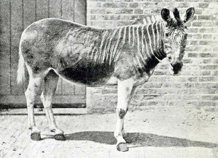 quagga