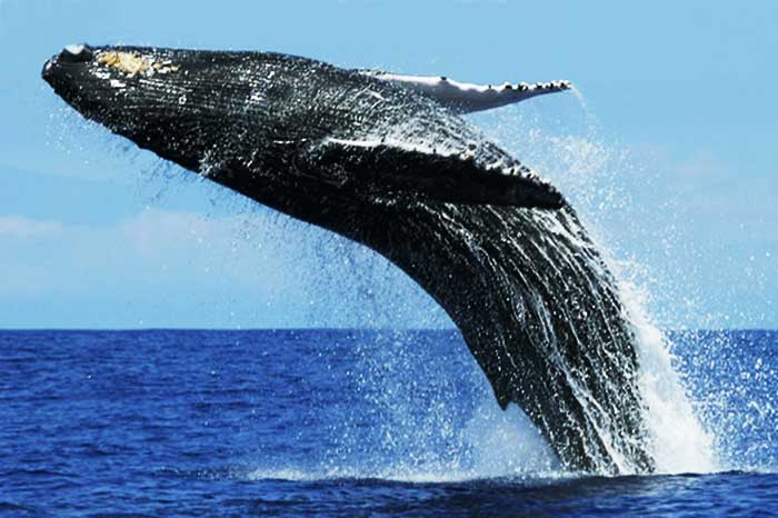 blue whale largest mammals