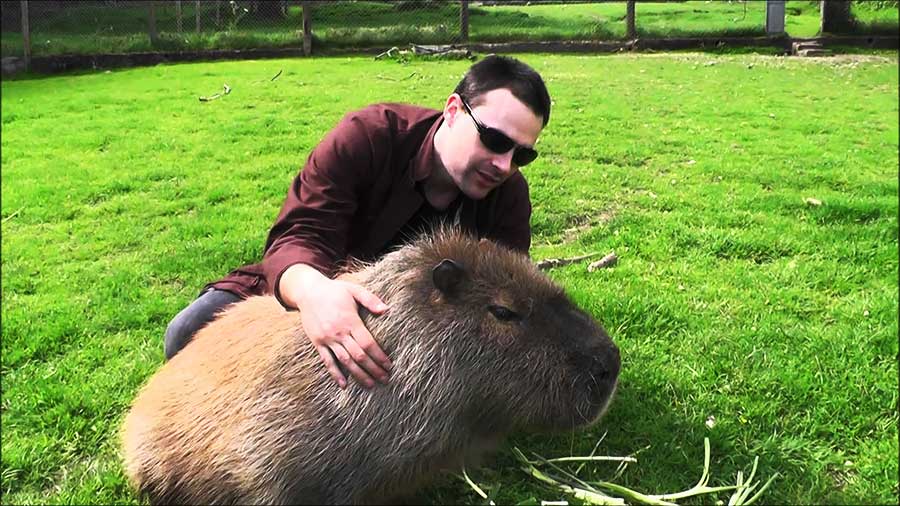 capybara large mammal