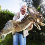 flemish giant rabbit