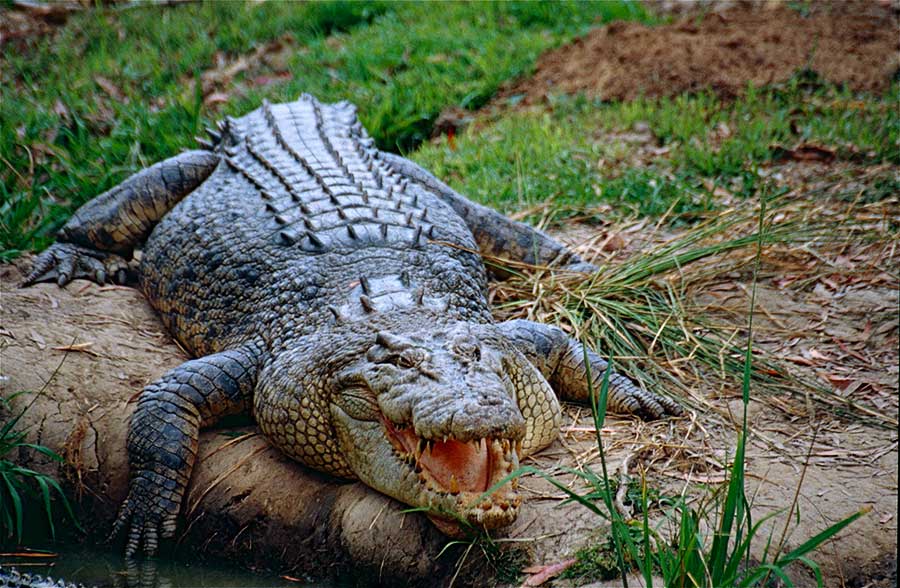 saltwater crocodile mammals