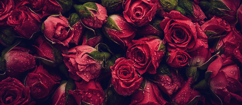 roses symbol lovers couples